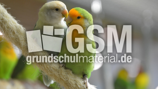 Unzertrennliche (5).jpg